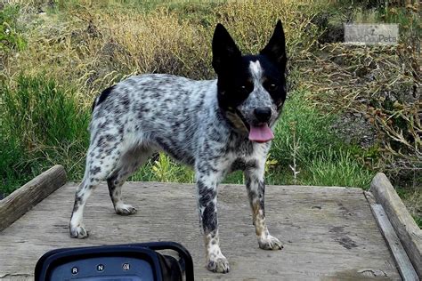 Find more Blue Heeler puppies for sale in closest states Oklahoma , Missouri , Texas , Mississippi , Kansas. . Blue heeler pups for sale near me